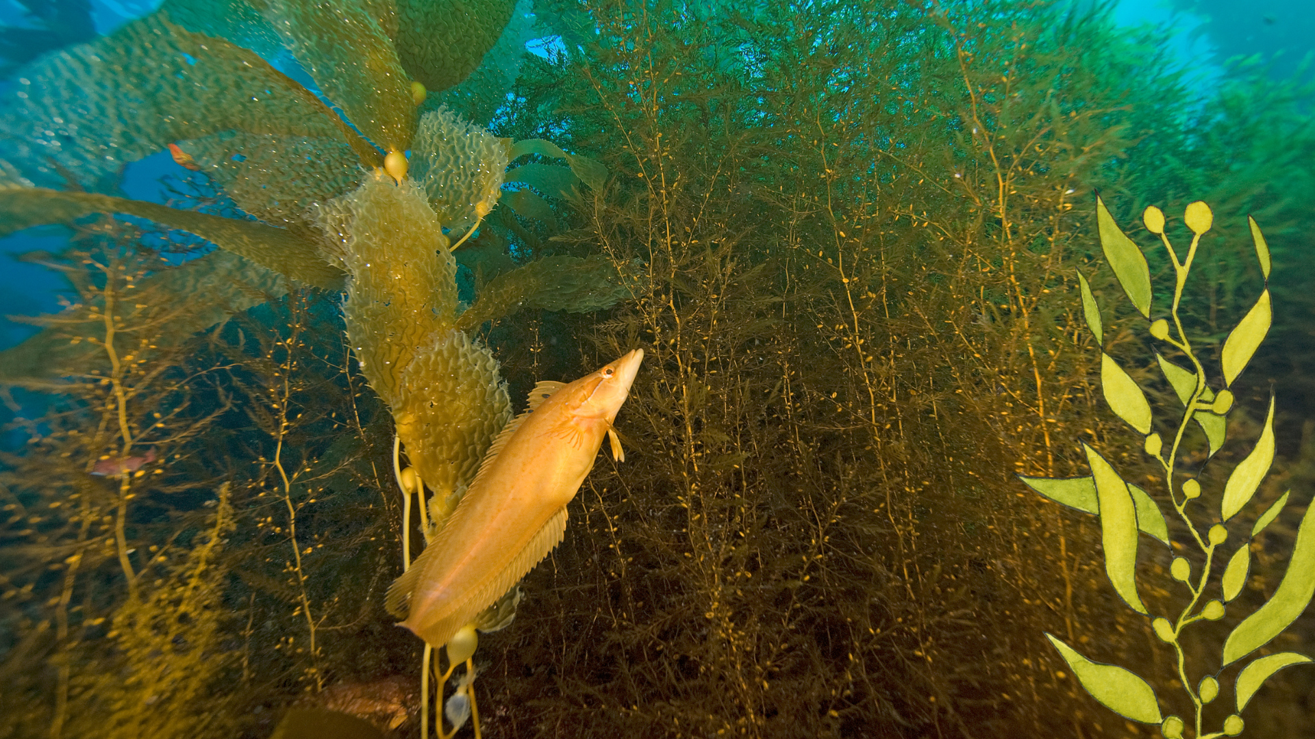 great barrier reef great barrier reef giant kelp forests of the great southern reef